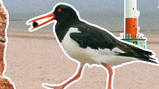 Austernfischer und Leuchtturm am Strand von Wangerooge